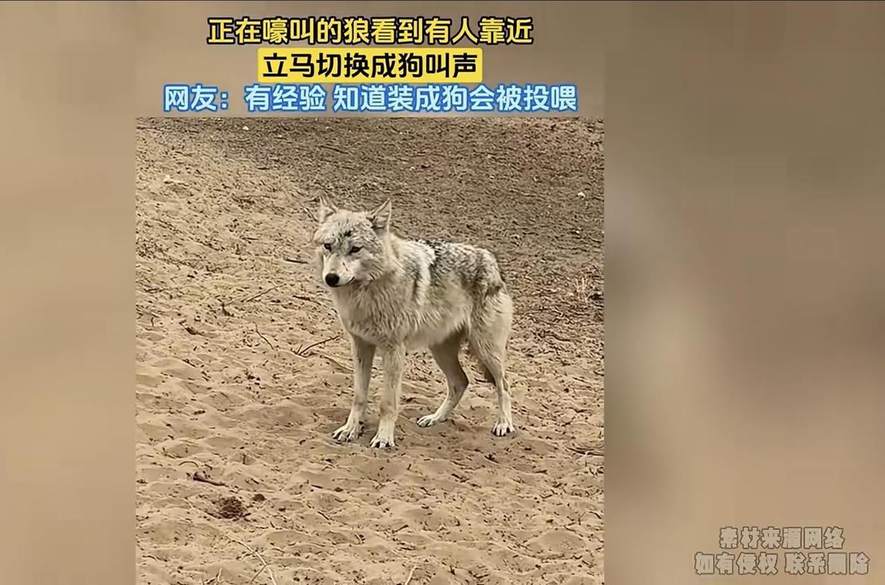 这是一匹聪明的狼。没人的时候它就狼嚎，有人来了就学狗叫，或许它知道装成狗就会被投