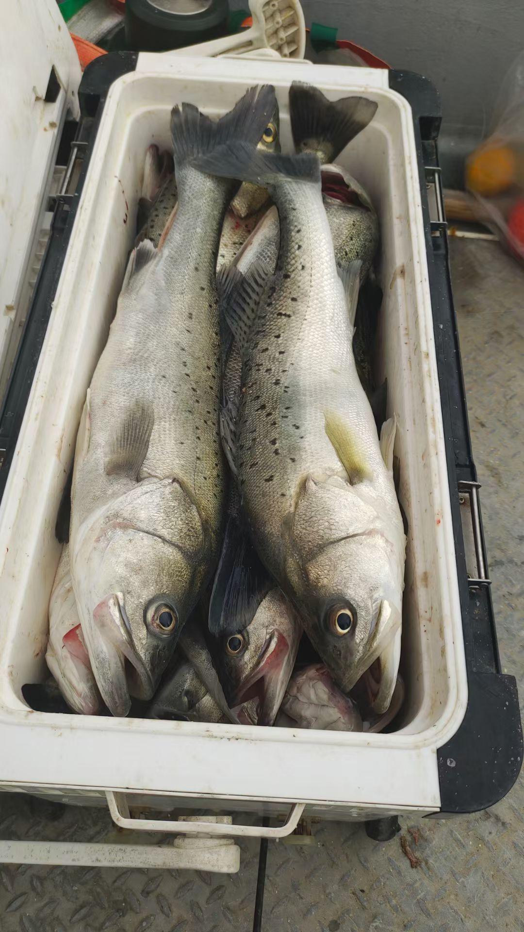 野生海鱼和养殖海鱼有啥区别现在市场上出售的鱼类分野生鱼和养殖鱼，那野生鱼和养