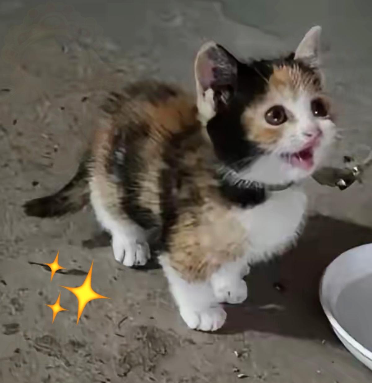 有时候缘分真的很奇妙，错过一次，它还在原地等你。第二次去花