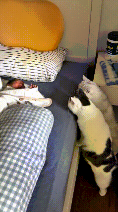 注意看！俺家这俩猫，简直比谁都操心！刚出生的小宝宝在床上哼哼唧唧一醒，俩货立马就