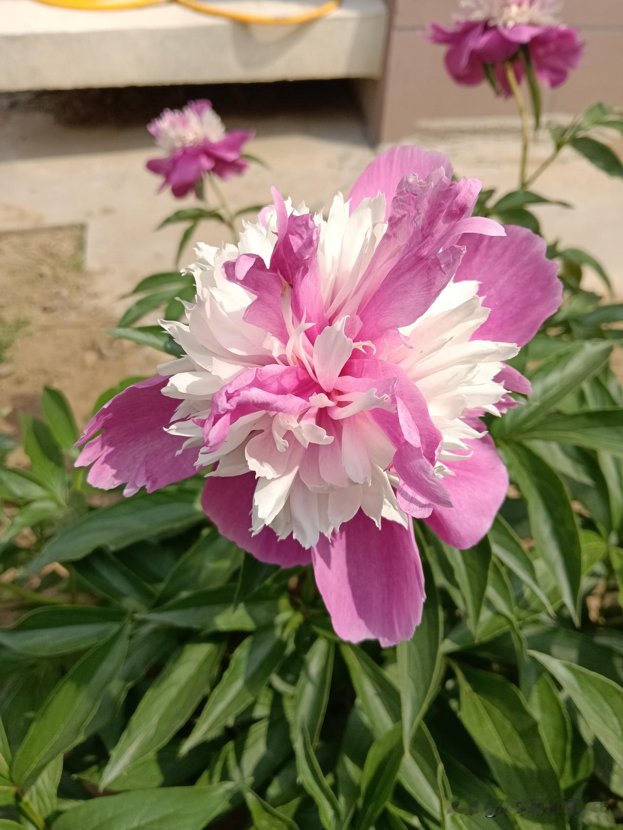 如何辨认身边的聪明人？1、会藏。话少。潜龙勿用。履霜坚冰至。非必要不开口。一