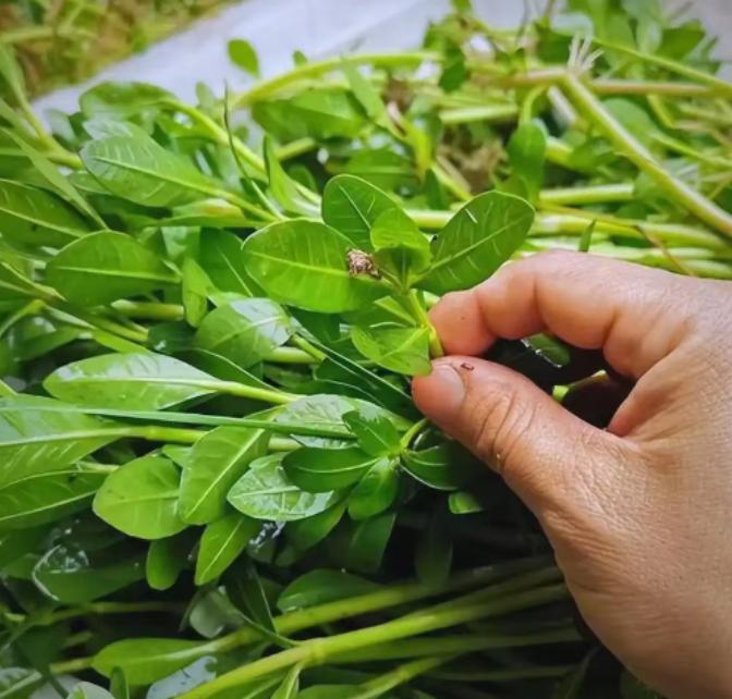 九十年前，日本人把一种毒草带到了中国，并进行大规模种植，它迅速扩散成灾，差点让我