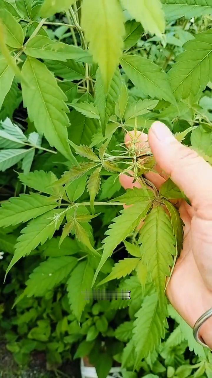这种植物你认识吗？农村人总喜欢用它做碱水粽子，它就是布惊，也称黄精。这种植物会散
