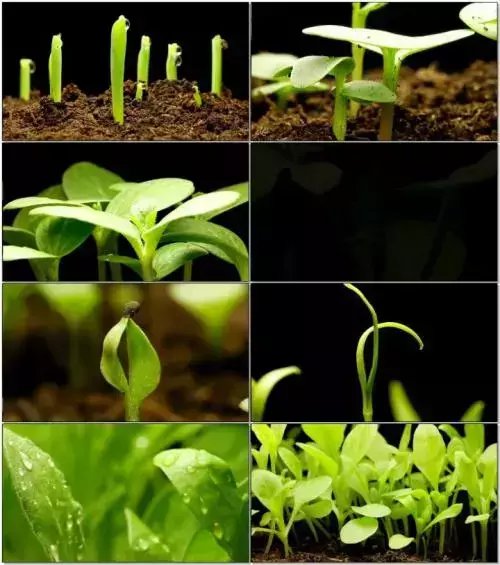 枯草芽孢杆菌的12大功效!