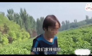 明明是拿别人东西，是什么让这种人的胆子越来越大？一位大妈在别人的地里摘辣椒，主人
