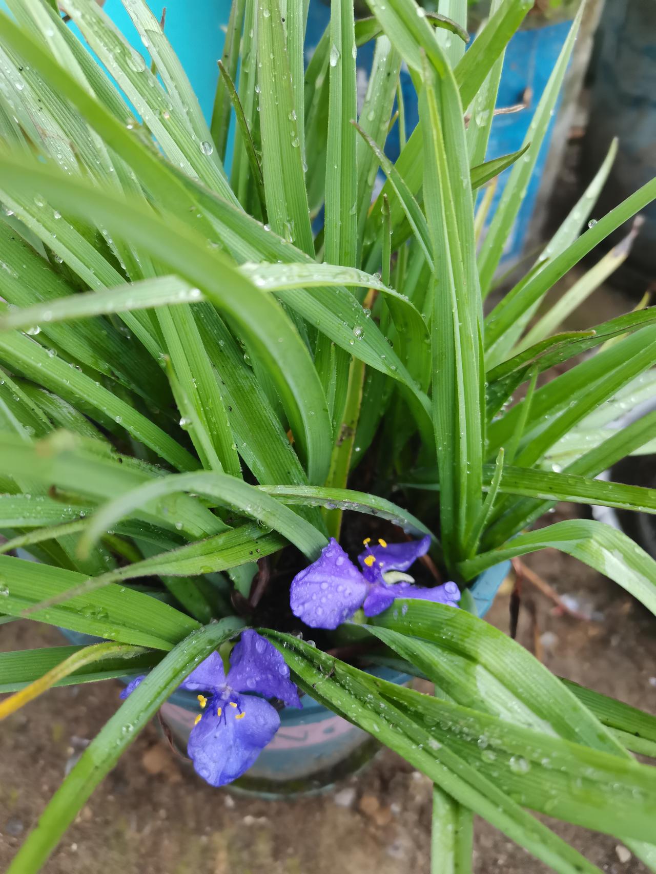 一场雨过后，紫露草终于开花了。繁殖太快，植株过密，开春应该分株，才会长得好更。