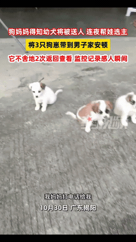 “解释不清了！”广东，一男子家狗子生了四只小狗，顺口对狗子说了一句：“这太多了，