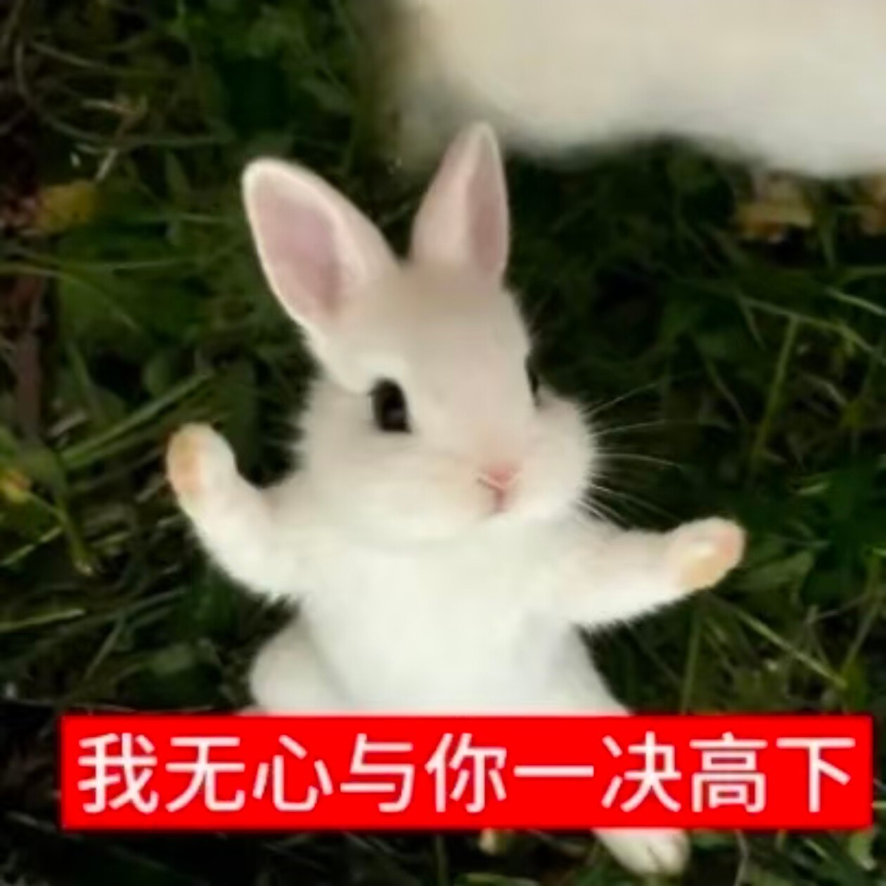 抛个硬币如果黏在天花板上就不吃夜宵了