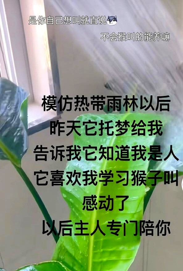 养花这爱好，表面岁月静好，实际暗流涌动。朋友圈里晒的都是美图，评论区里全是“大神