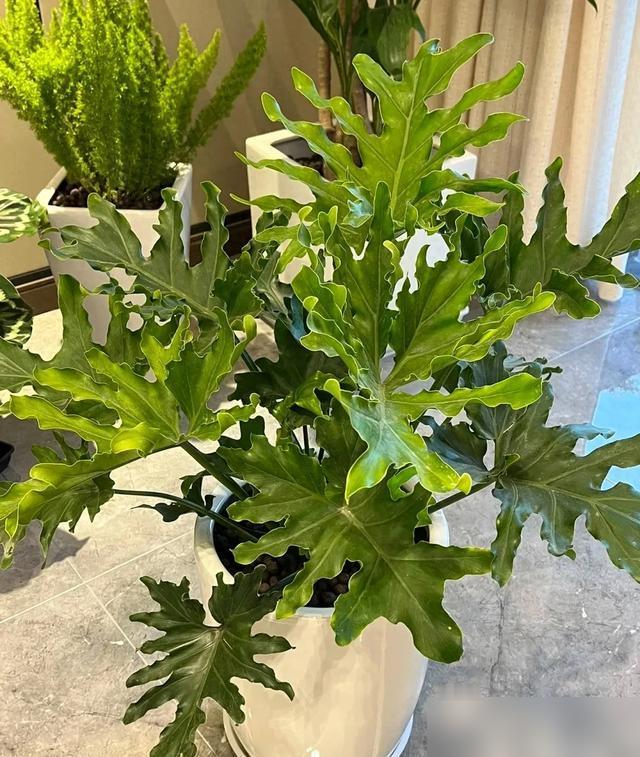 谁懂啊！3㎡的封闭阳台居然能改成治愈到心化的小花园！最近刷到好多网友的改造，选蕨