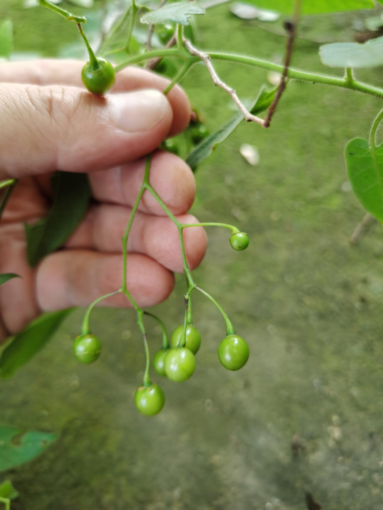 一个家庭里，父亲优秀的，孩子不一定优秀；母亲优秀的，孩子基本不会太差。
