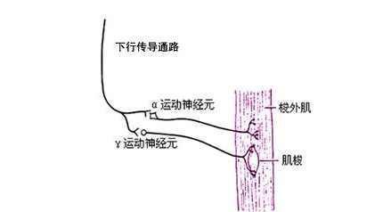 运动神经元去找哪里的医生看病