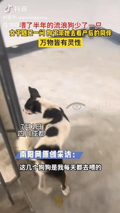万物皆有灵！四川成都，一女子每日投喂的流浪狗，忽然只剩下一只孤零零地坐着。她随口