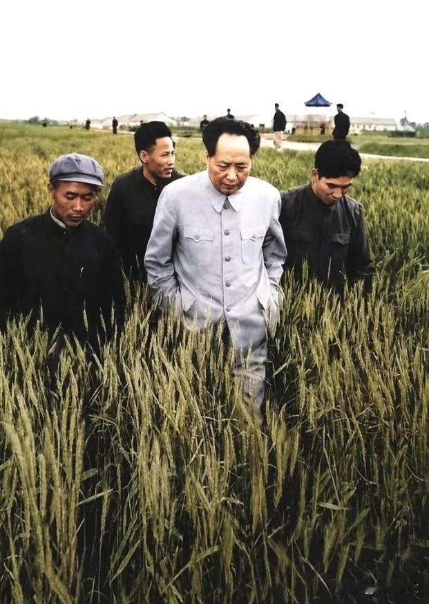 这是一张建国后毛主席在农村视察时留下的老照片。画面里，没有前呼后拥的排场，也看不