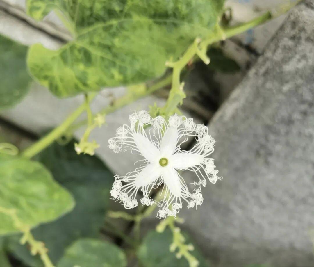 记录我的2026今年特别怕冷了，感觉可能是年纪大了夜里睡觉得开着电热毯啦。嗯嗯今