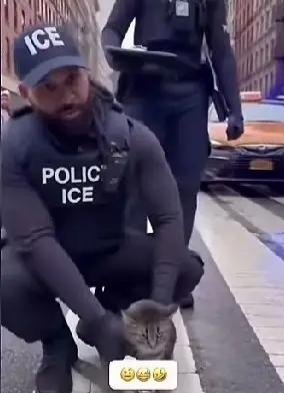 记录者一只中华狸花猫漂洋过海被人带到了英国。从它来到的那一刻，方圆几里