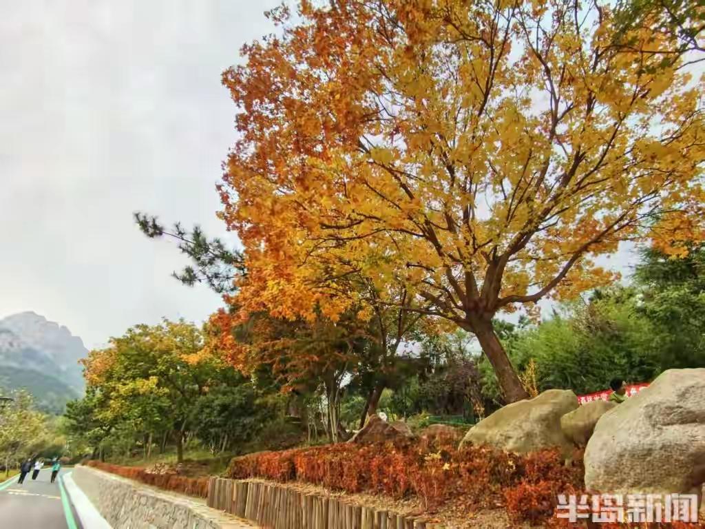青岛浮山森林公园隐藏的秋日秘境：红叶铺成爱心小径，喜鹊伴游，茶园碧波惊艳全城！半