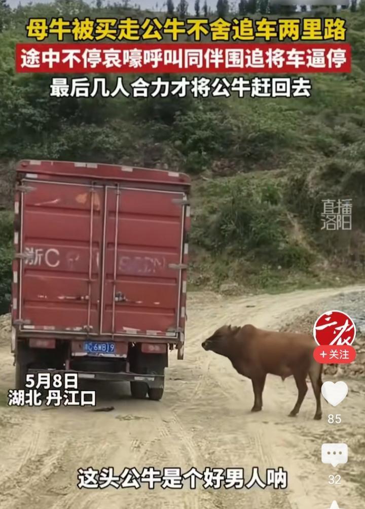近日湖北丹江口发生的公牛拼尽全力护母牛的一幕，让无数网友看完直接破防，沉默又心酸