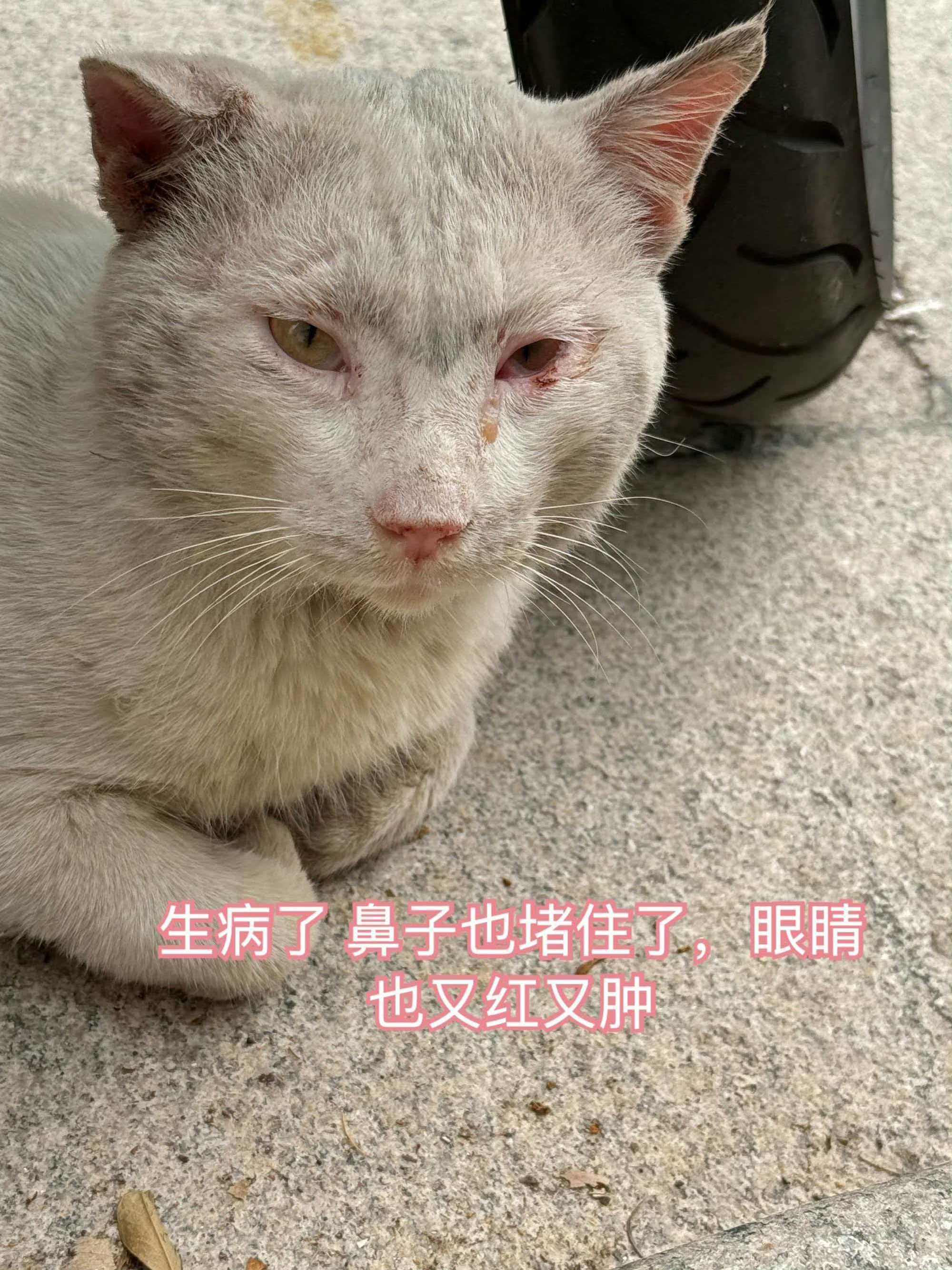 大哥聪明到什么程度呢？他的眼里是没有任何什么感情爱情只有地盘，他不喜欢美丽的小母
