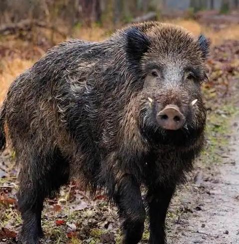 很多人并不知道，野外遇到野猪，千万不能跑，更不能装死，野猪虽然凶猛，但也有致命的