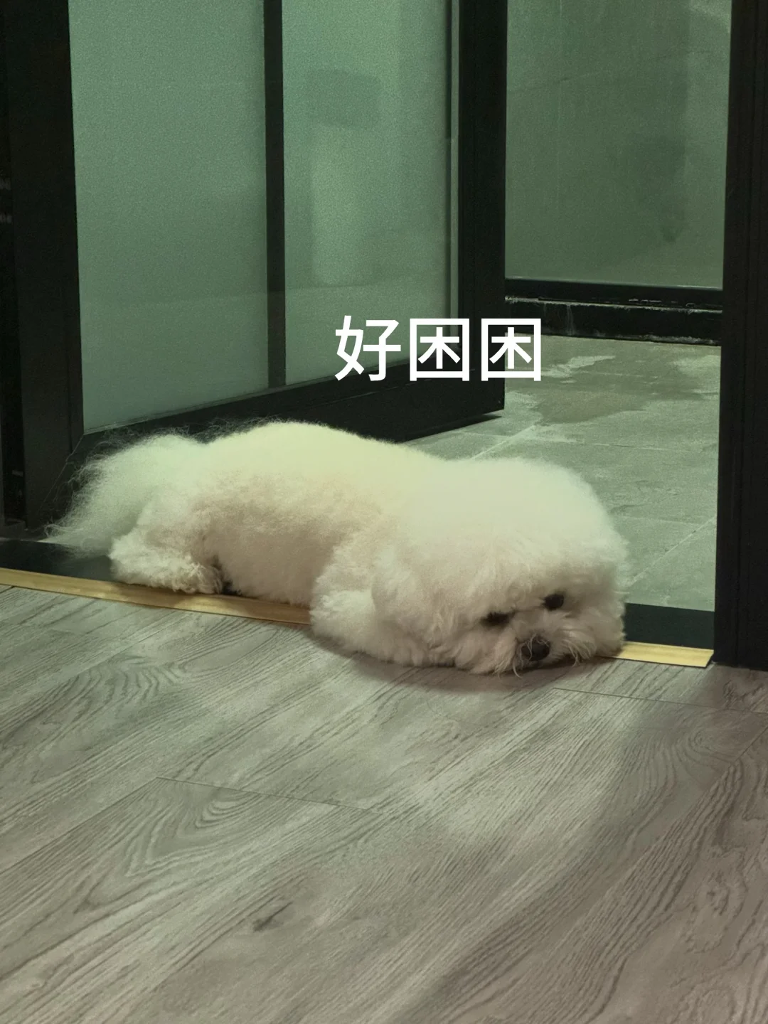 小狗味最浓的时候