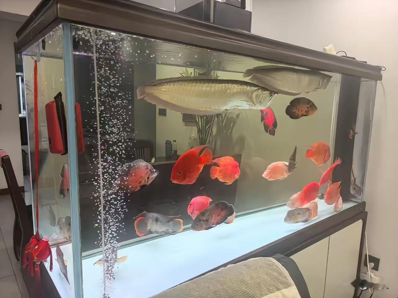 这鱼挺好看的，一百块能买几条啊