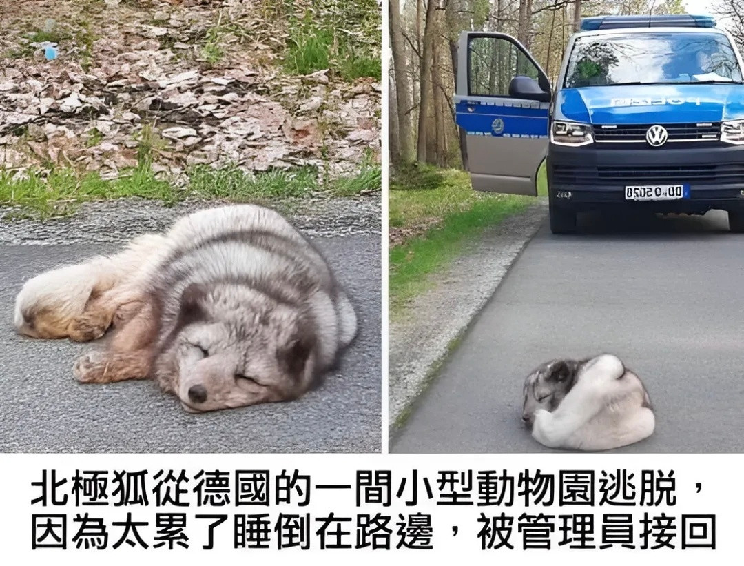 杂七杂八的meme图第N+1则meme