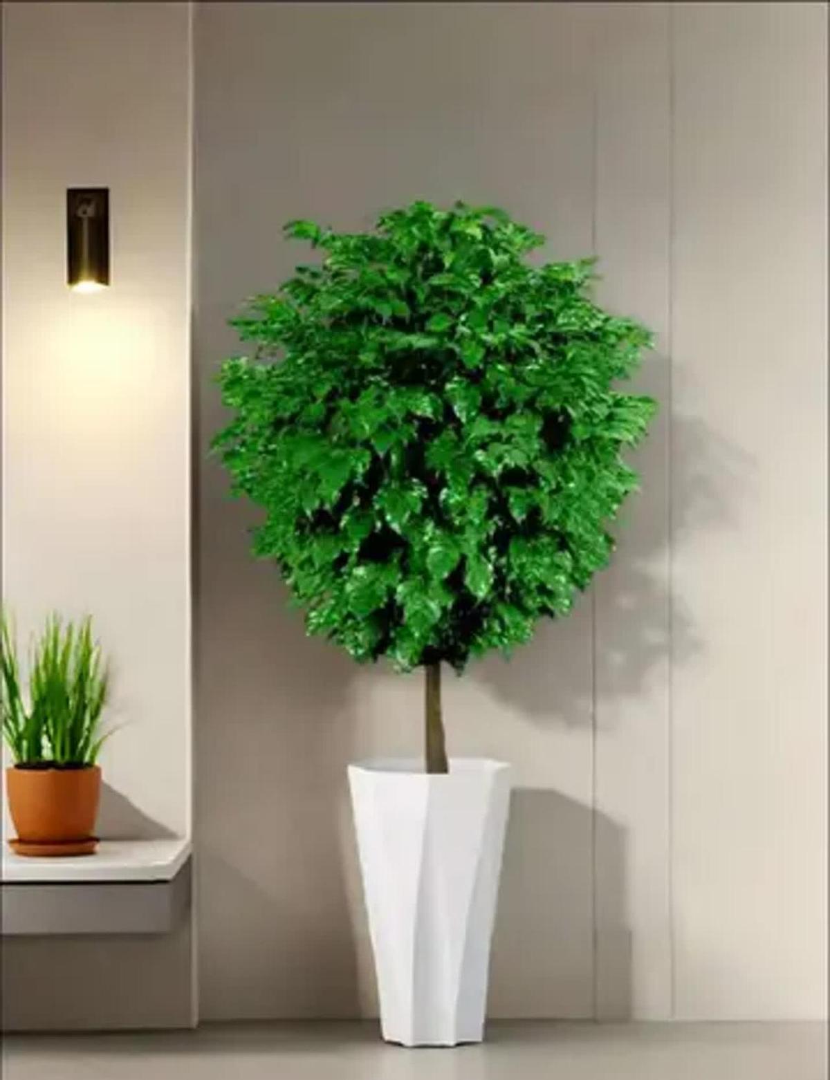 谁能想到，“万物皆有灵”这种玄乎话，竟然在一盆绿萝身上应验了？两盆一模一样的花