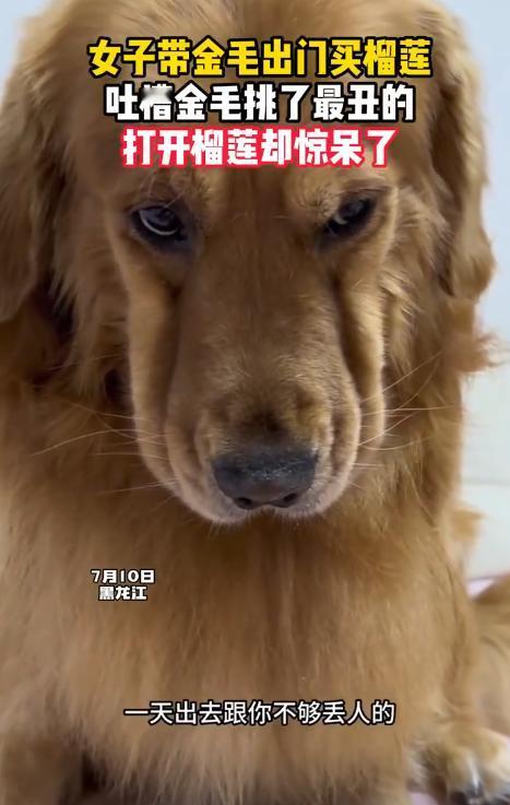 黑龙江，女子带金毛狗狗去遛弯，路过水果店想买个榴莲，结果金毛在众多榴莲里挑了个最