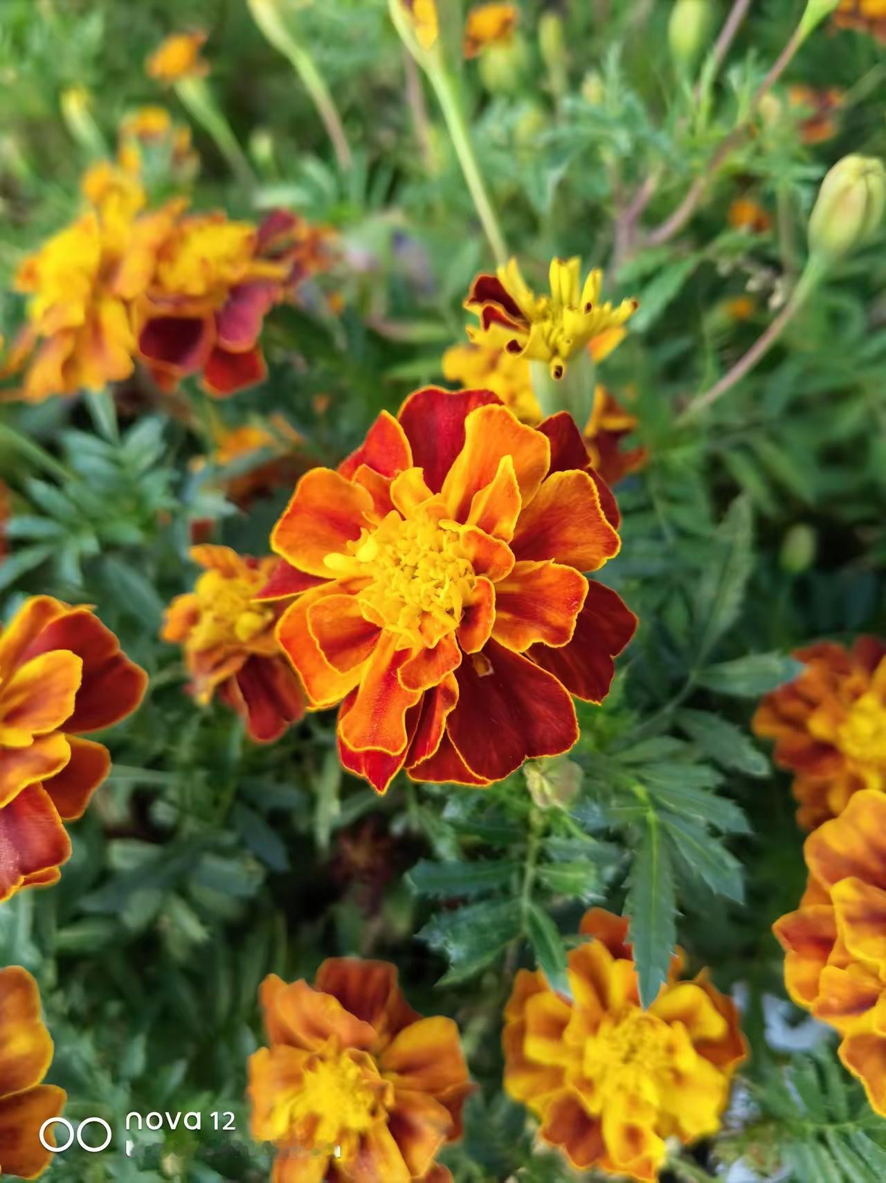 校长出去一个月，学校一切正常。班主任出去一天，班级就乱套了。一个学校可以