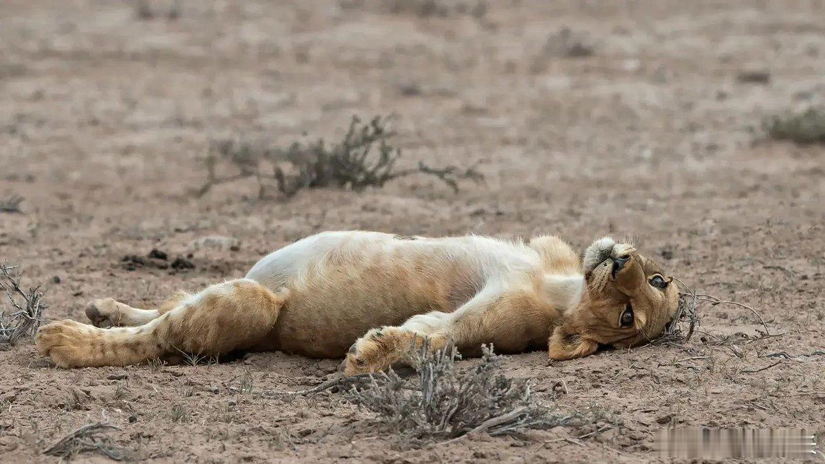 辛巴吃撑了摄影师约翰·J·博塔当时正在拍摄一个相当庞大的狮子家族——共有九只，其