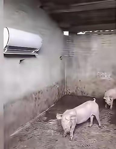 三锅：活得不如猪