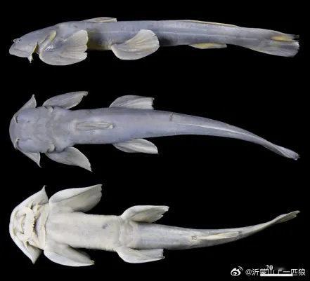 西藏发现鱼类新物种，已正式命名为“疣叶凿齿鮡”。