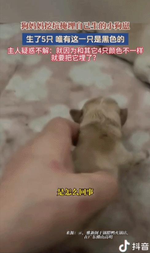 “这下解释不清了！”广东一只黑狗生了五个崽，四黄一黑，小狗崽还没睁眼，狗妈就在院