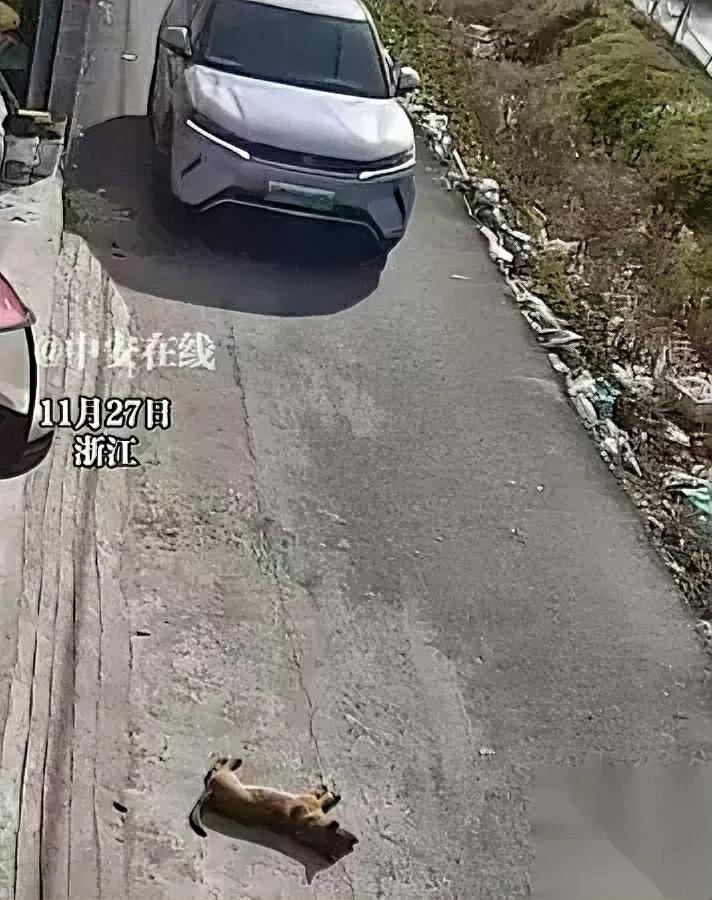 狗狗躺路中不动？司机直接轧过摁喇叭都不起身，这操作引争议！浙江一司机开车时遇