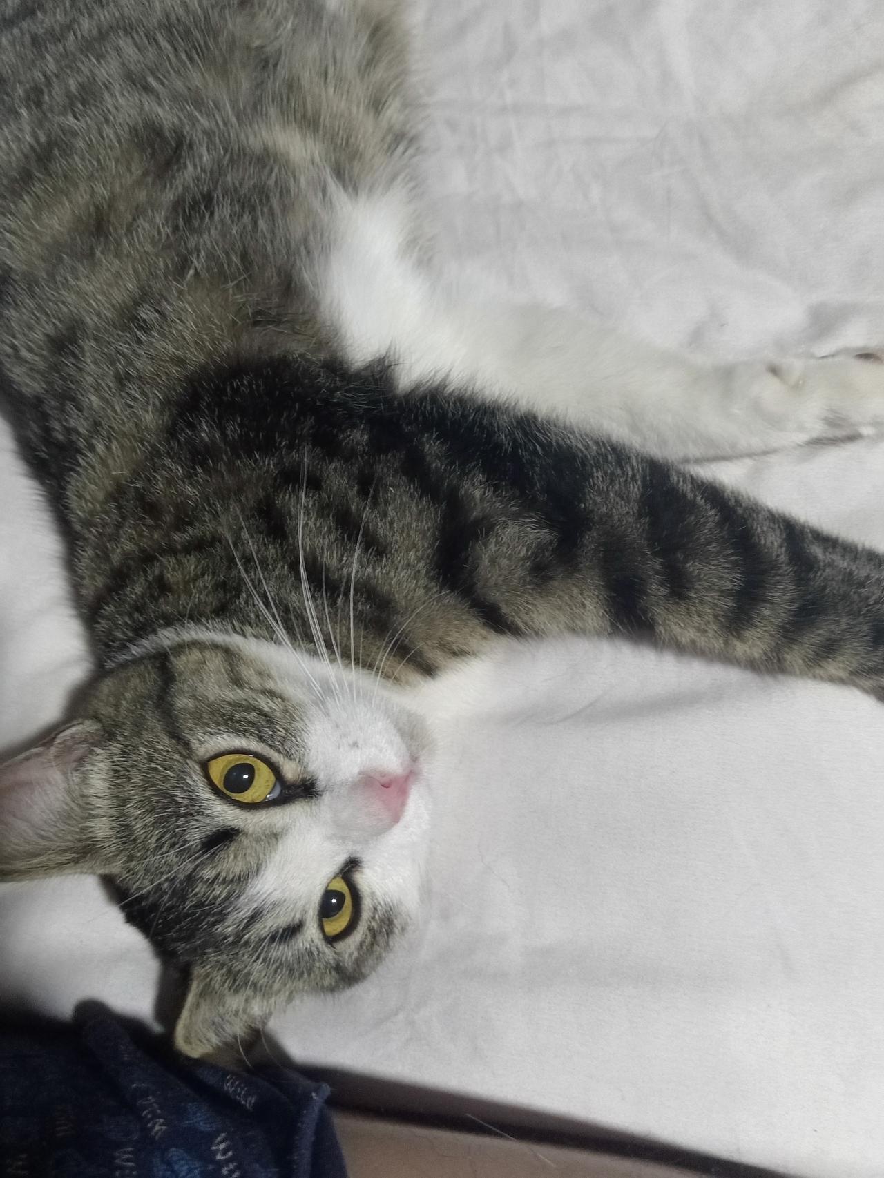 两个小懒猫！乖乖的！小只猫猫猫小喵两坨猫咪一大坨小猫小⼦小β三只小