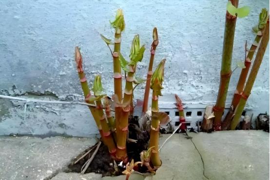 令国外痛苦的“入侵花”，在中国沦为咸菜，吃到人工种植成笑谈英国人一听“日本虎杖