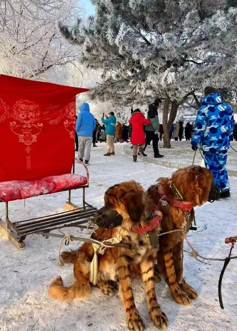 重庆大妈对阵吉林大爷，这一次，其实吉林和重庆都输了。重庆文旅方面：已经找到当