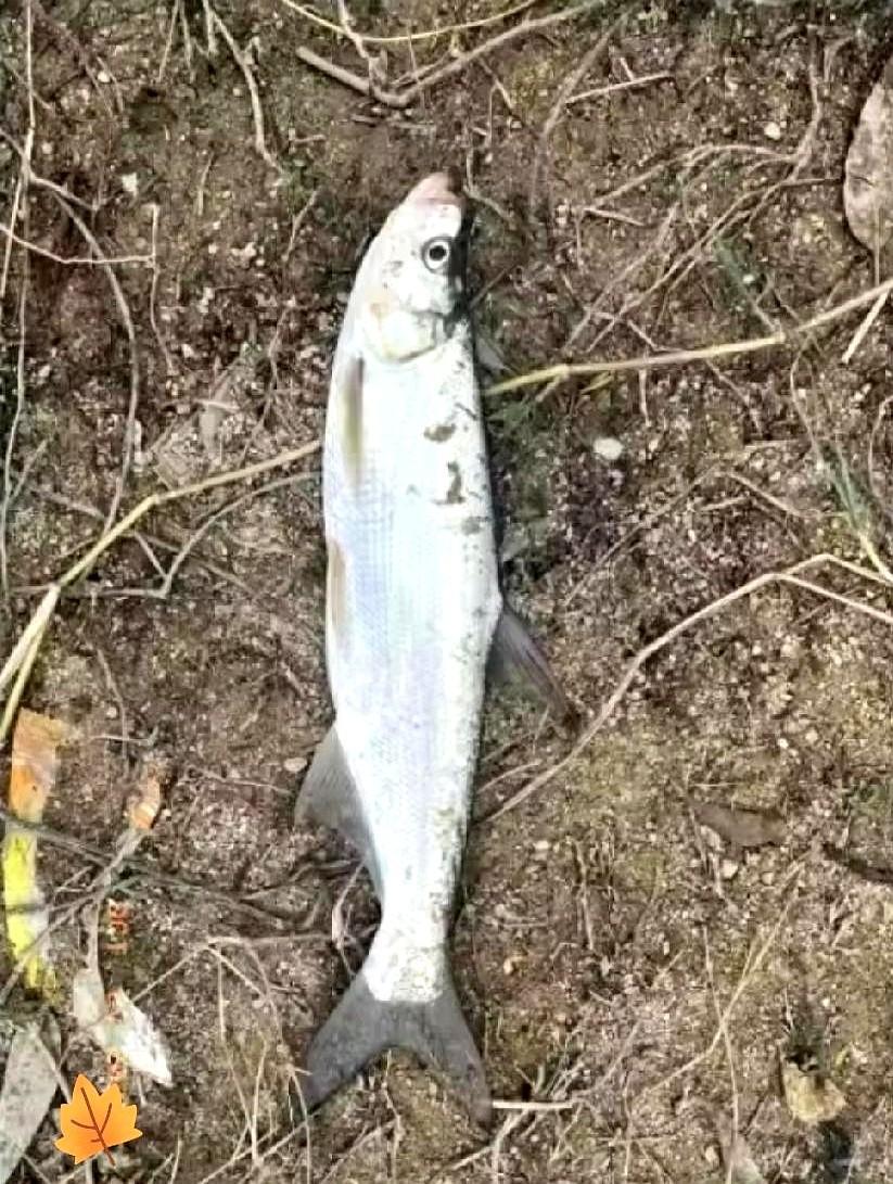 就为了一条鱼，夫妻俩豪赌5000块。好家伙，这事儿闹得不小。一对夫妻周末钓鱼