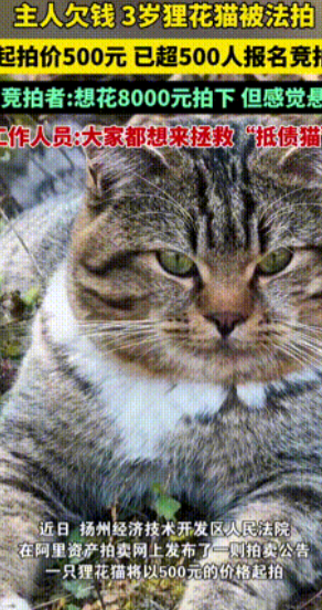 “连猫都有案底了！”3岁狸花猫因主人欠钱，竟被当作资产抵债法拍！没想到当网友得知