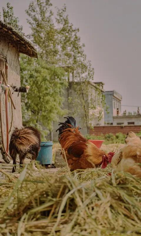 很多人纳闷，为啥农村人宁愿靠墙根晒太阳、聊天打牌，也不出去到处赚钱？其实啊，这背