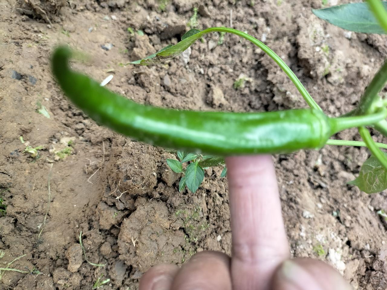 大家快看，我种的辣椒苗长辣椒了，是真的哦，有手指头这么长了，不是租房种的，是我在