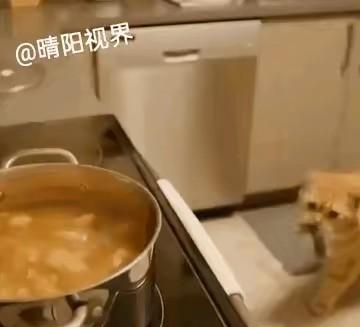 哈哈，猫咪想吃炖耗子了[大笑][大笑][大笑]