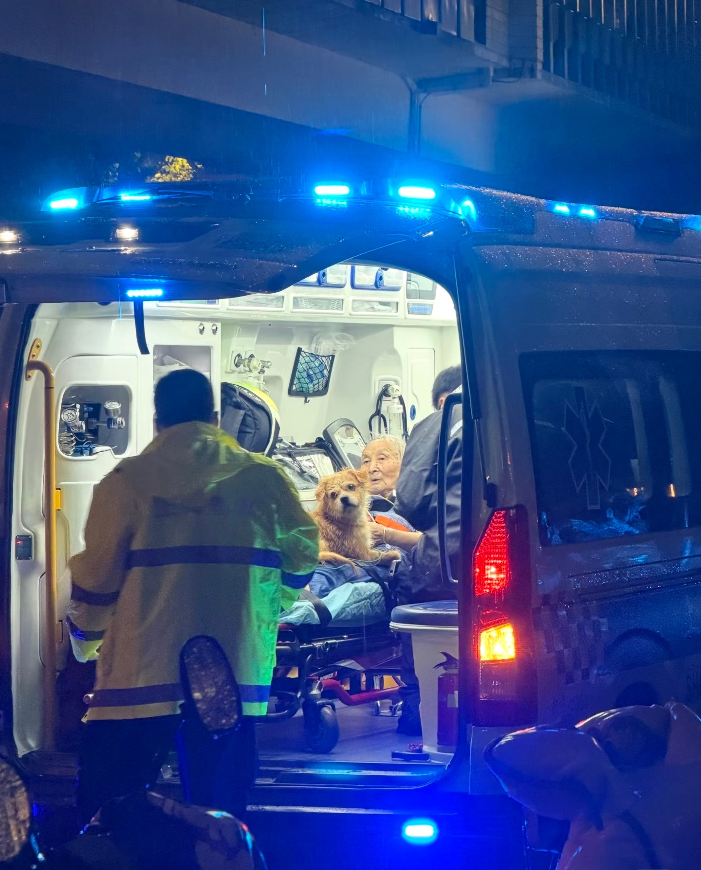 跟着奶奶上救护车的小狗​​​