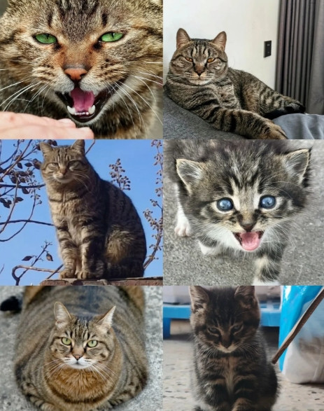 很多人开始投喂小区、路边、公园草丛的流浪猫。正是三亚蛇咬人事件，得以让更多的人关注流浪猫