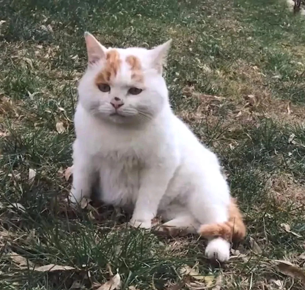 流浪前.后的猫猫～​​​