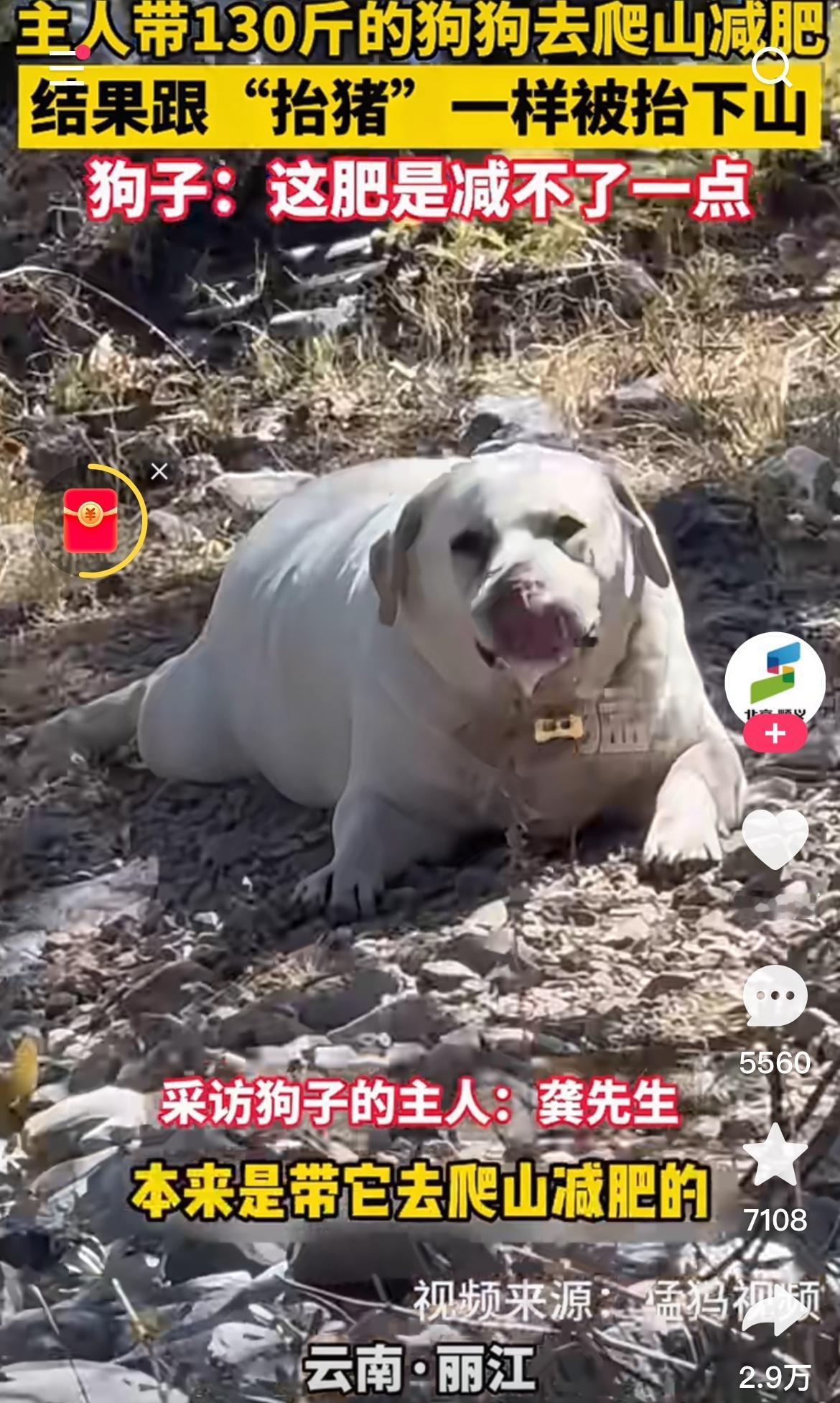 这下好了，全国人民都知道了！主人带130斤的狗狗，爬山减肥，结果这胖宝爬不动