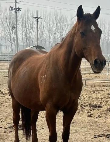 中国每年有470万匹马被屠宰，可是在国内几乎看不到有人吃马肉，这些马肉都去哪了？