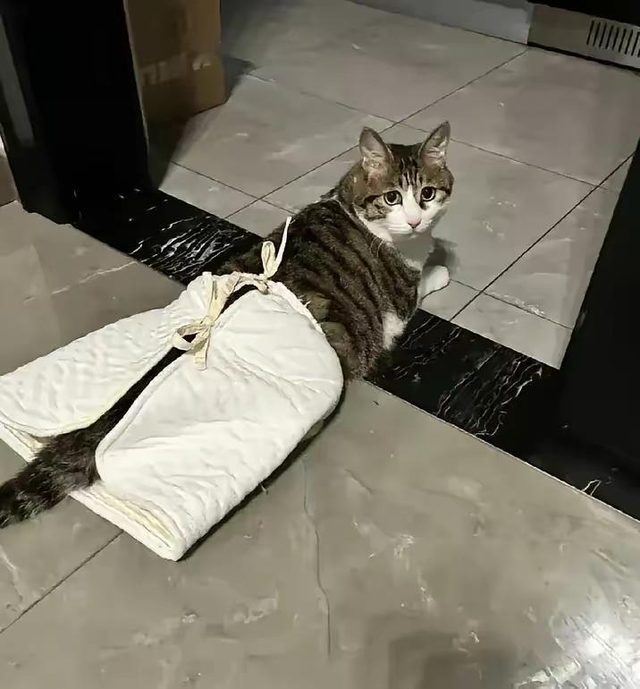 很多人都在问，狸花猫到底算野猫还是宠物猫？在我看来，它是什么猫，从来不由品种决定