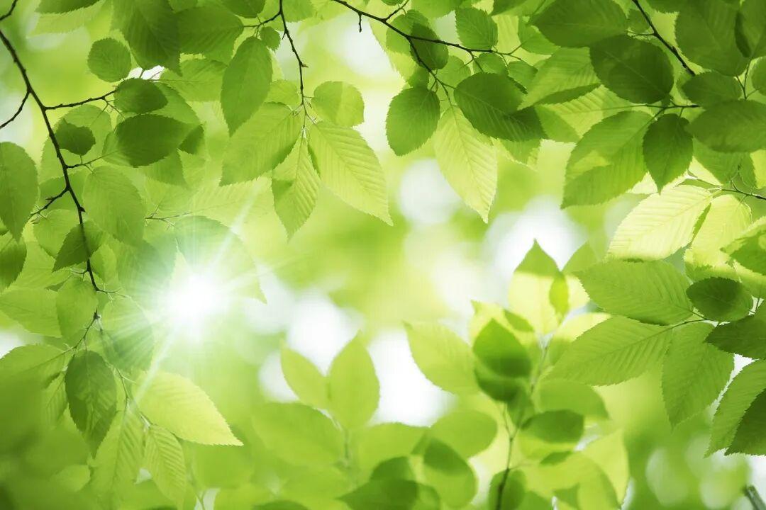 我一个同事退休了，老伴在上海带孙子。有一次闲聊，问同事：“为什么不和嫂子一起去带